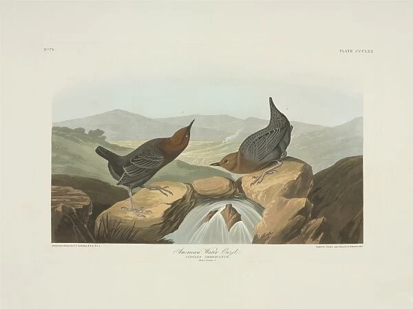 Cinclus mexicanus, American dipper