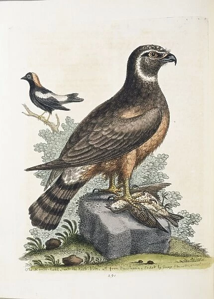 Circus cyaneus, marsh hawk or northern harrier