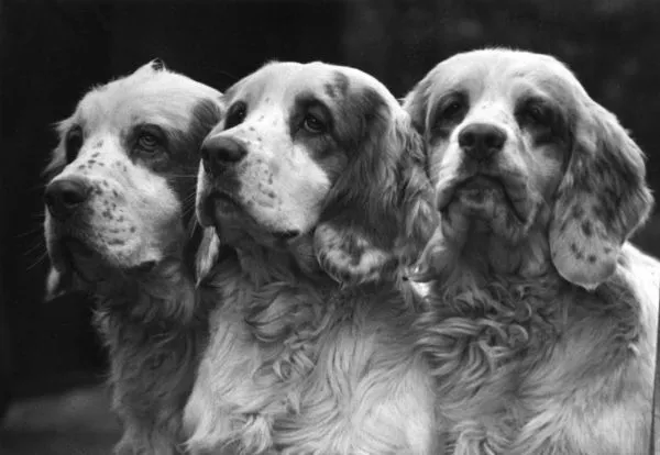 Clumber Spaniels