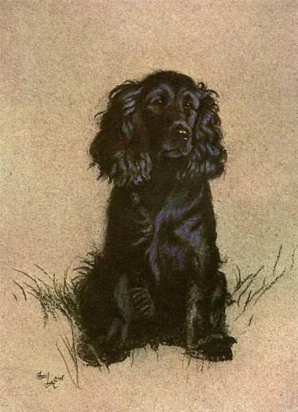 Cocker Spaniel