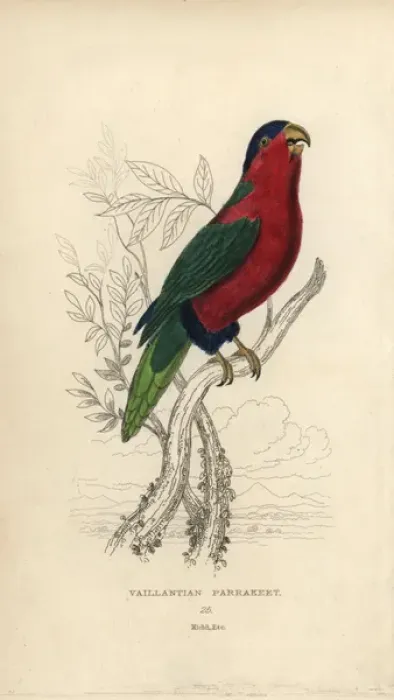 Framed Print : Collared Lory Print, Handcolored Steel Engraving, 1833 Framed Print : Collared Lory Print, Handcolored Steel Engraving, 1833