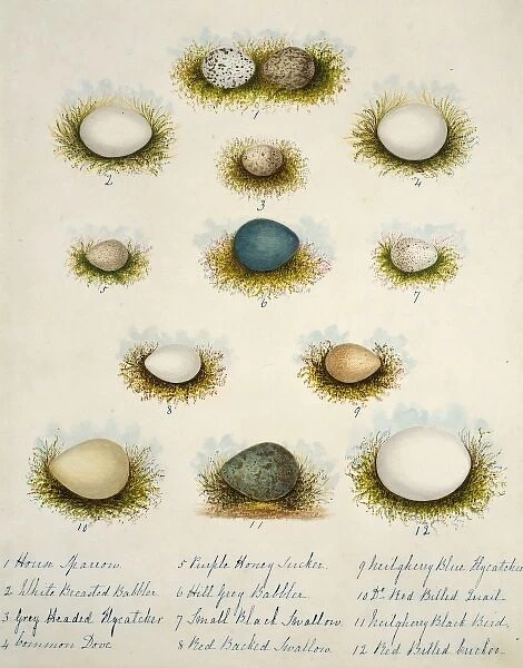 Collection of birds eggs