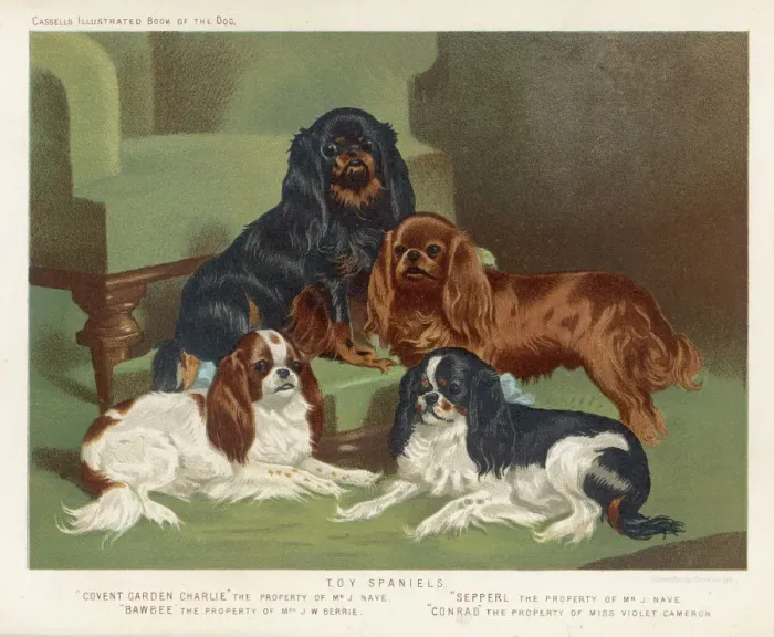 Framed Print : Four Colours Together Print: King Charles Spaniels Framed Print : Four Colours Together Print: King Charles Spaniels