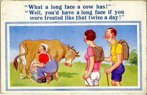 Comic postcard, Long-faced cow being milked