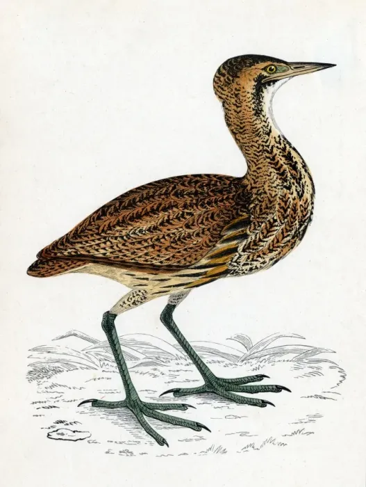 Framed Print : Common Bittern Print (Botaurus stellaris) 1851 Framed Print : Common Bittern Print (Botaurus stellaris) 1851