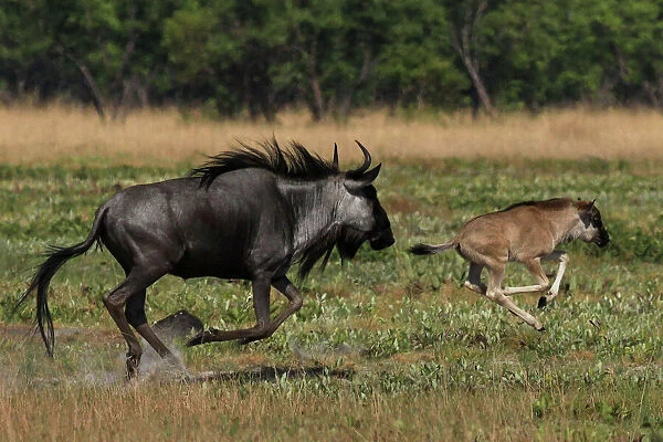 Common  /  Blue Wildebeest - adult running with 2