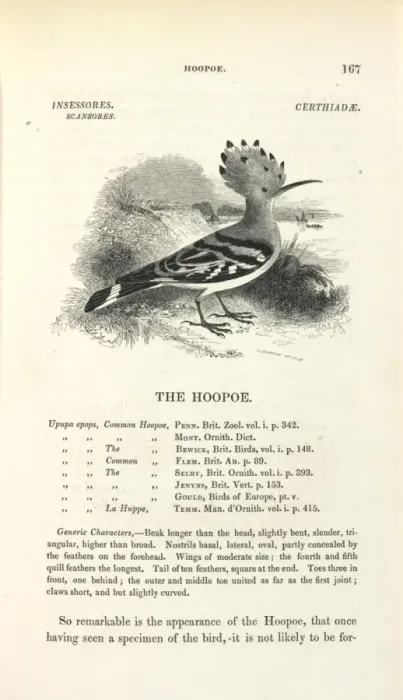 Framed Print : Common Hoopoe Print Framed Print : Common Hoopoe Print