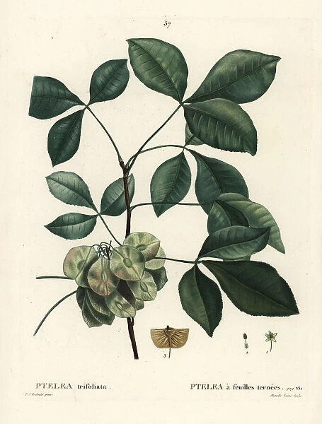 Common hoptree, Ptelea trifoliata