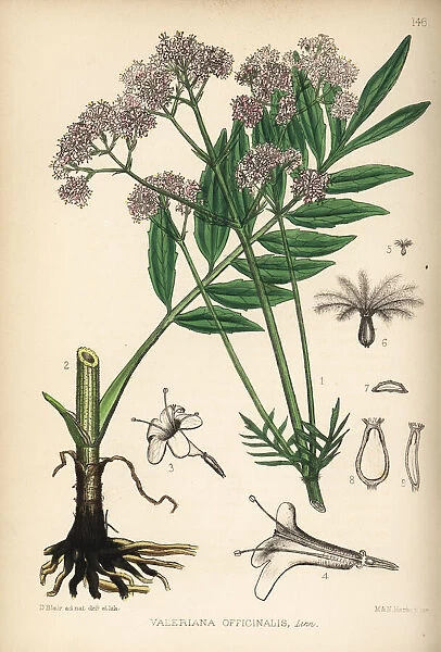 Common valerian, Valeriana officinalis