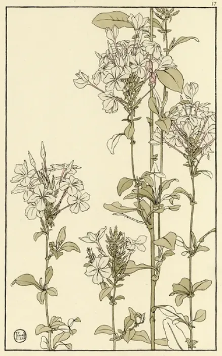 Framed Print : Common Vipers Bugloss Print, 1899 Framed Print : Common Vipers Bugloss Print, 1899