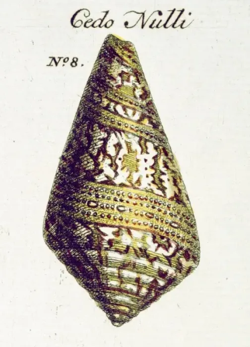 Framed Print : Conus cedonulli Print, Thesaurus Vol. 3 Plate 48 (1758) Framed Print : Conus cedonulli Print, Thesaurus Vol. 3 Plate 48 (1758)