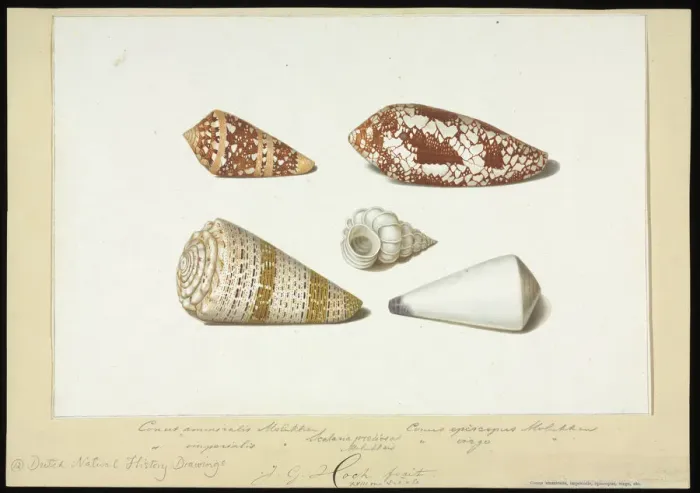 Framed Print : Conus and Epitonium Shells Watercolour Print, circa 1771 Framed Print : Conus and Epitonium Shells Watercolour Print, circa 1771