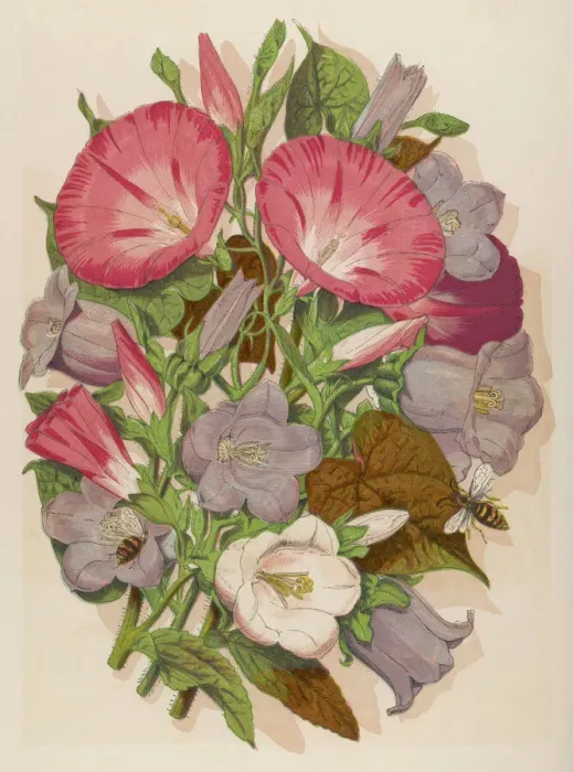 Framed Print : Convolvulus and Campanula Print with Bees Framed Print : Convolvulus and Campanula Print with Bees