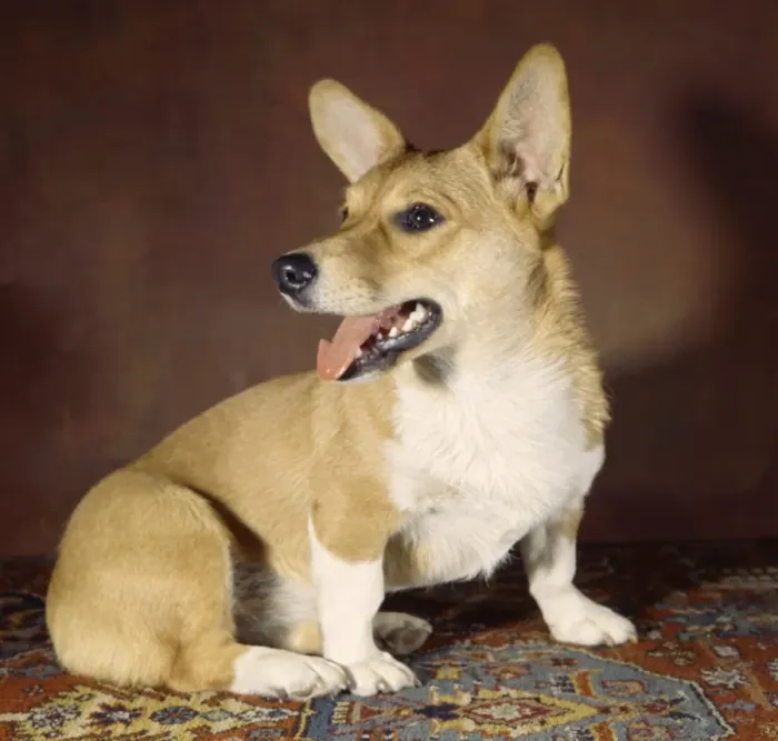 Framed Print : Corgi on Patterned Carpet Print Framed Print : Corgi on Patterned Carpet Print