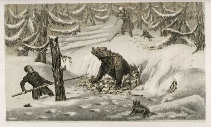 Framed Print : Cornering a Bear Print, Sweden Framed Print : Cornering a Bear Print, Sweden