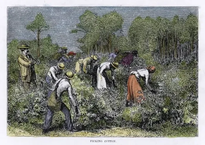 Framed Print : Cotton Picking Print