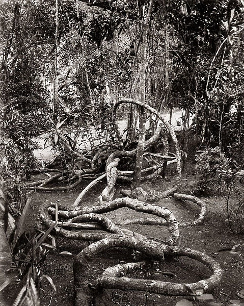 A creeper in the peredeniya Gardens, Ceylon (Sri Lanka) c. 1880 s