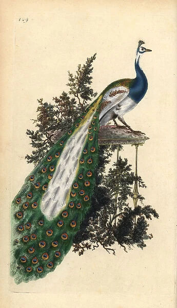 Crested peacock, Indian or blue peafowl, Pavo cristatus