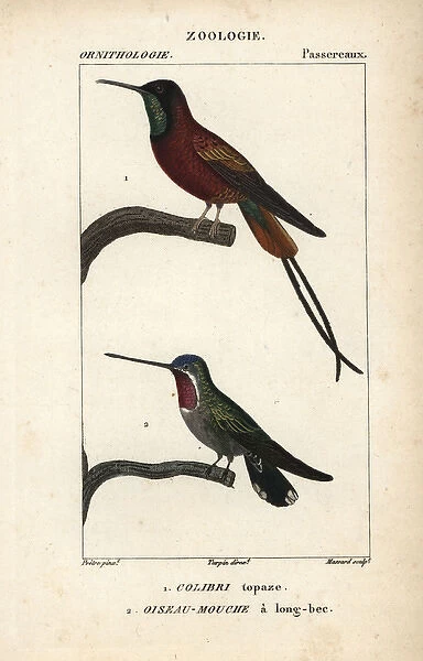 Crimson topaz hummingbird, Topaza pella