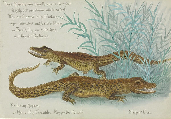 Crocodylus palnotis, Muggers