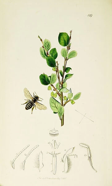 Curtis British Entomology Plate 129