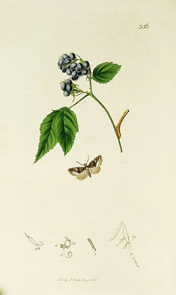 Curtis British Entomology Plate 356
