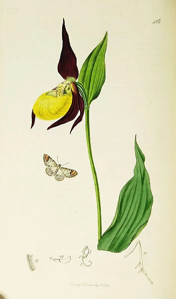 Curtis British Entomology Plate 416