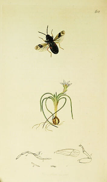 Curtis British Entomology Plate 612
