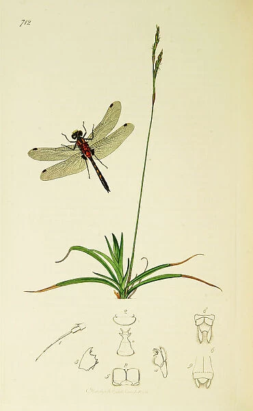 Curtis British Entomology Plate 712