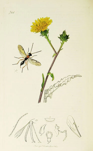 Curtis British Entomology Plate 744