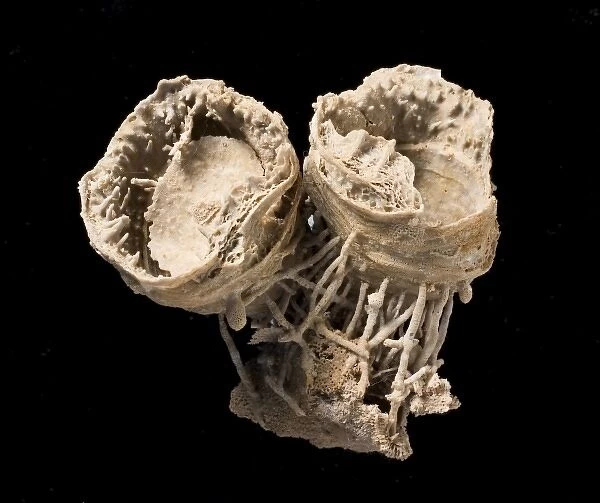 Cyclacantharia, a fossil brachiopod