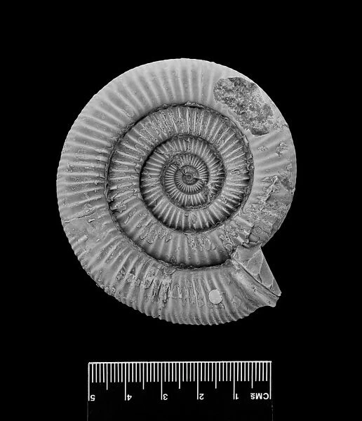 Dactylioceras commune, ammonite