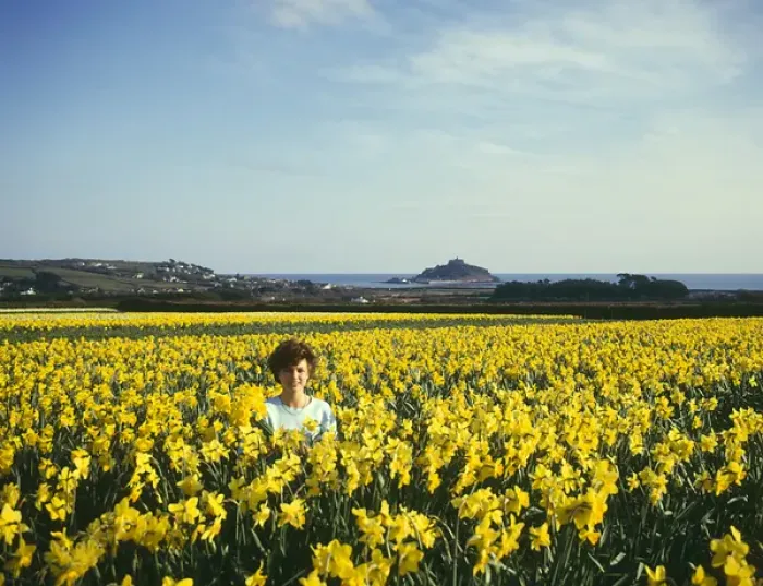 Framed Print : Daffodil Fields Print, St Michaels Mount, Cornwall Framed Print : Daffodil Fields Print, St Michaels Mount, Cornwall