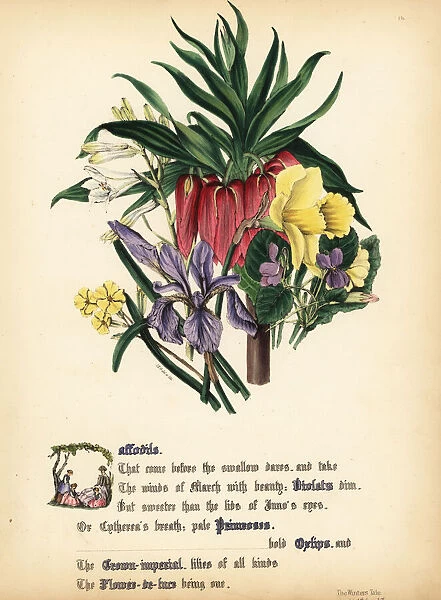 Daffodils, Violets, Primroses, Oxlips, Crown-imperial