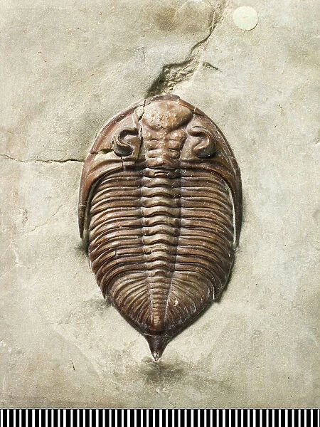 Dalmanites, a fossil trilobite