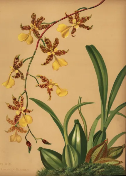 Dancing girl orchid deals