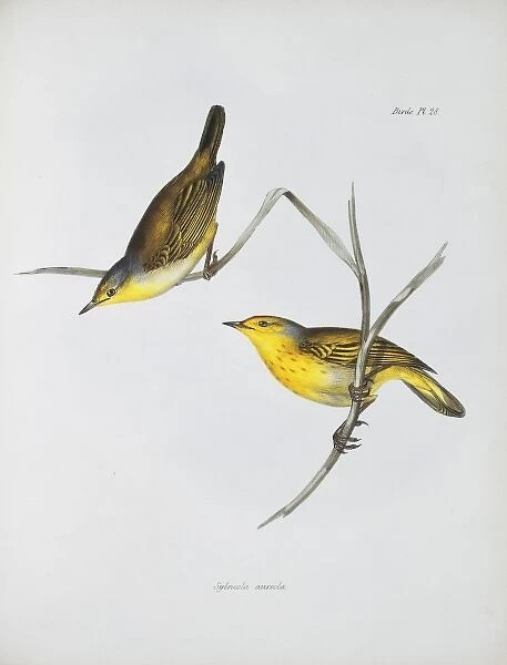 Dendroica petechia aureola, yellow warbler