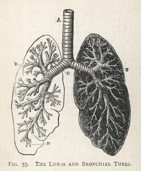 Diagram of the lungs and bronchial tubes