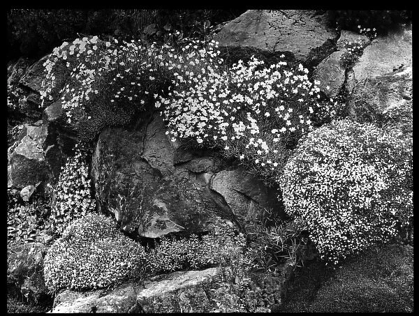 Dianthus on an outcrop