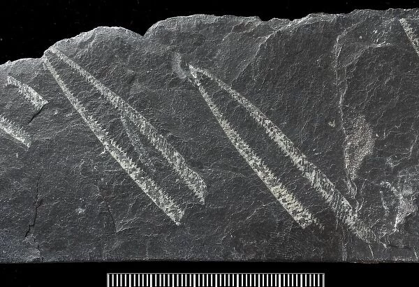 Didymograptus, fossil graptolite