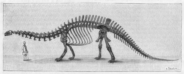 Framed Print : Apatosaurus Skeleton Print Framed Print : Apatosaurus Skeleton Print