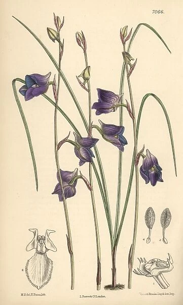 Disa lacera var multifida, blue orchid native