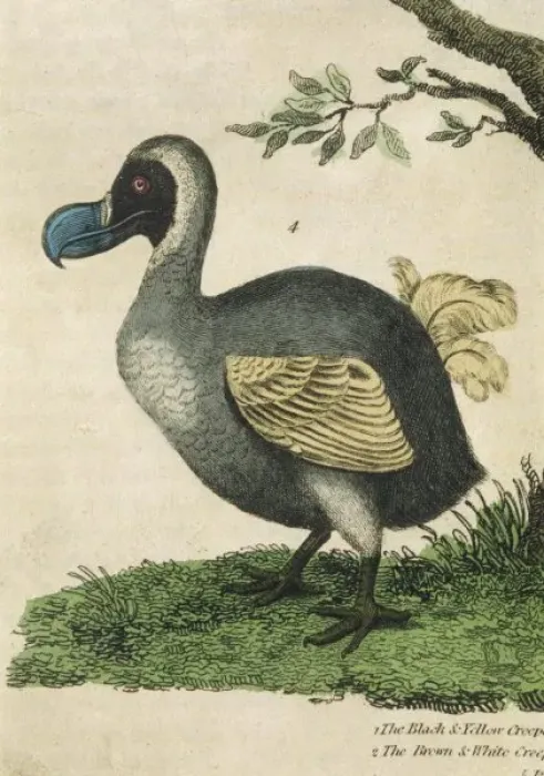 Framed Print : Dodo Print in Profile Framed Print : Dodo Print in Profile