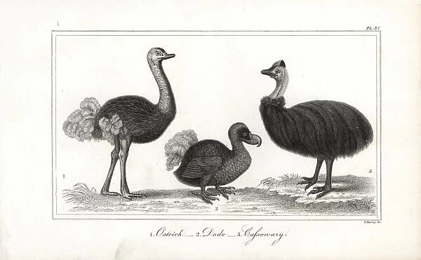 Dodo, ostrich and cassowary