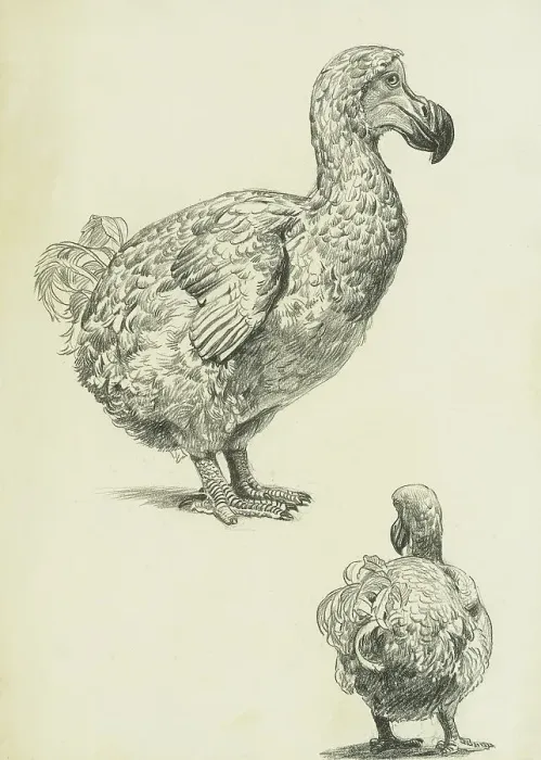 Framed Print : Print of Dodo Profile and Rear Studies Framed Print : Print of Dodo Profile and Rear Studies