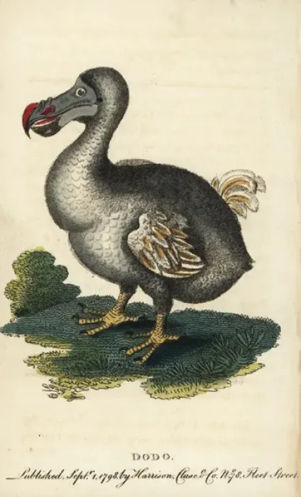 Framed Print : Handcolored Copperplate Print of Dodo, 1800 Framed Print : Handcolored Copperplate Print of Dodo, 1800