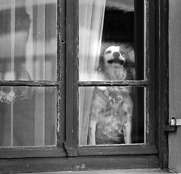 Dog in woindow, Normandy, France