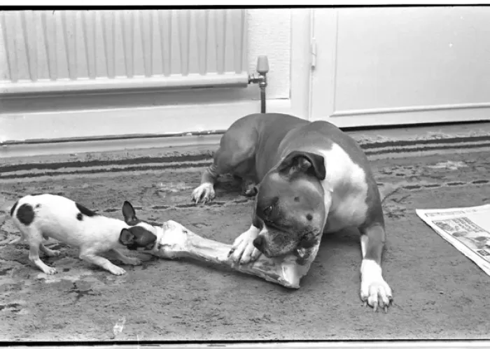 Framed Print : Print of Two Dogs Sharing a Large Bone Framed Print : Print of Two Dogs Sharing a Large Bone
