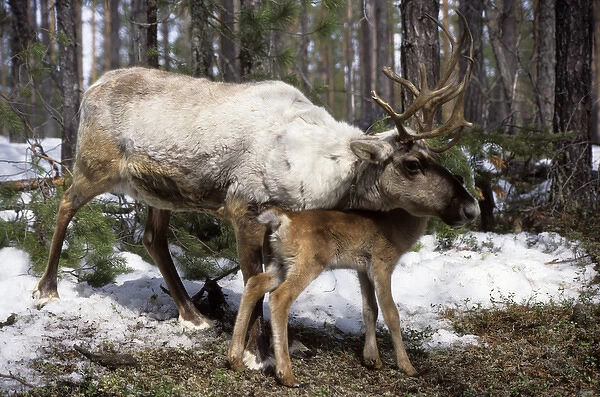Domestic female Reindeer with calf