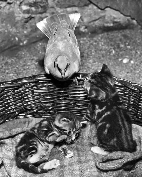 Dove and kittens with a basket